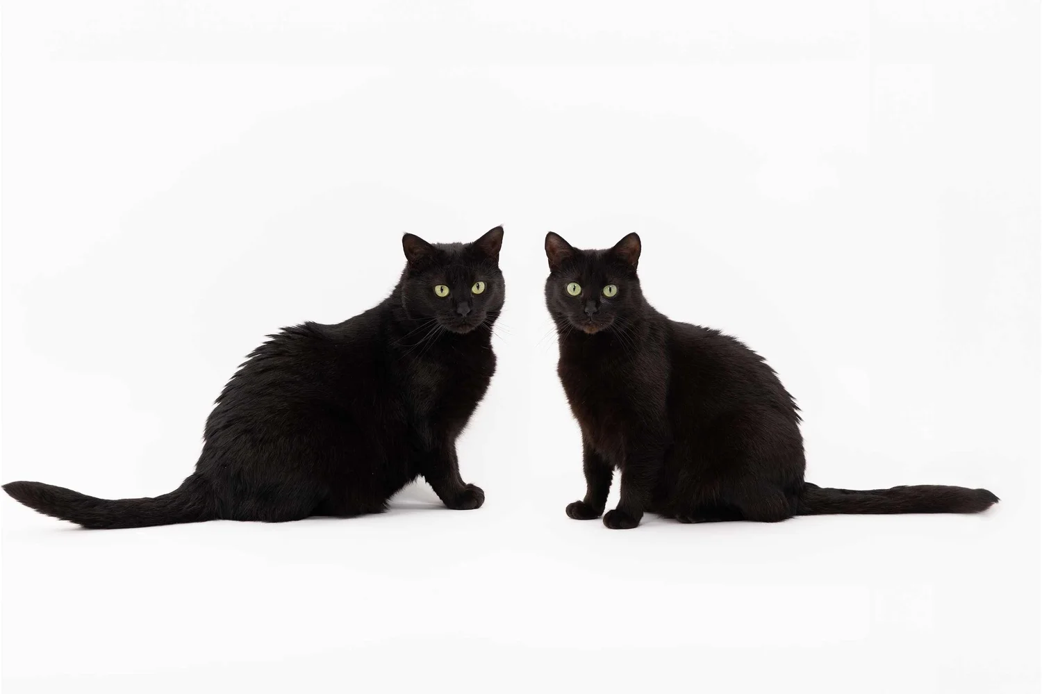 Belinda's black rescue cats, Maisey and Cilla